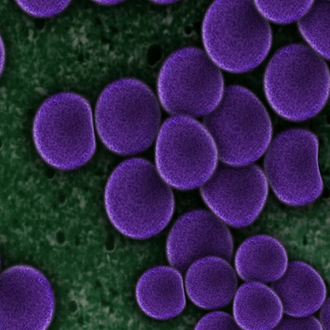 MRSA Staph Bacteria purple with Green Background